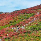 湖南双牌：杜鹃映山红 盛花迎客来（组图）