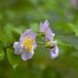诗评丨张绍民：杨放辉的诗写出内心丰收