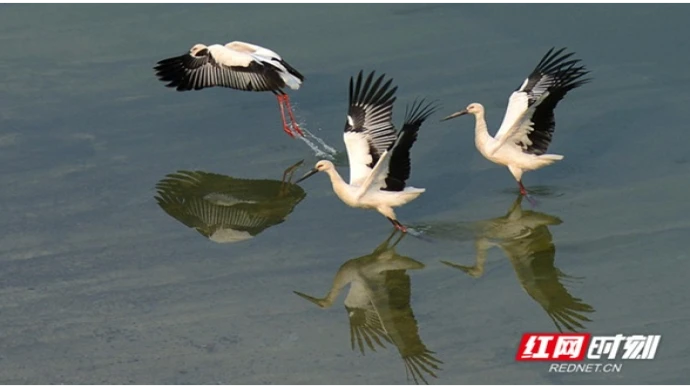 人与自然和谐共生：湖南交出“守护好一江碧水”绿色答卷