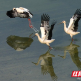 人与自然和谐共生：湖南交出“守护好一江碧水”绿色答卷