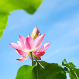 芙蓉·小说丨夏天敏：建房