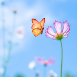 新湘派诗人代表作丨草树：蝴蝶