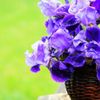 生态文学丨陈诗悠：山花烂漫时