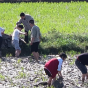 衡山：稻田“拾趣”！学子变身“春耕小将”助农忙
