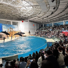 “五一”来湘聚丨夜场开放、演艺加码 在长沙海底世界解锁海洋狂欢