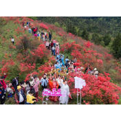 千亩杜鹃作舞台数位摄影师聚凉风——溆浦“云端杜鹃花光影凉风界”摄影大赛启幕