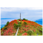 世界那么大 好想去怀化丨怀化凉山：杜鹃花开正当时
