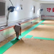 大国粮仓装备上新 让每一粒粮食住上“空调房”