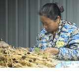 道县：小果子撬动大产业 油茶嫁接正当时