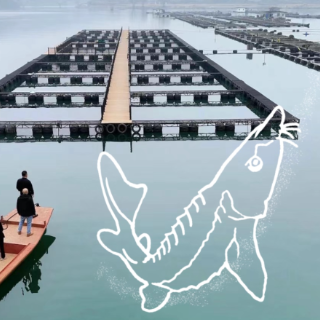 郴品向海｜鲟鱼“出海”，苏仙护航