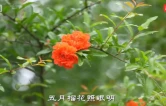 此刻花开正好，来双清赴约这抹“街头红”