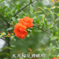 此刻花开正好,来双清赴约这抹“街头红”