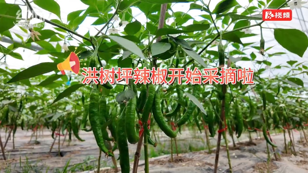 沅陵洪树坪村：满园椒香迎丰收