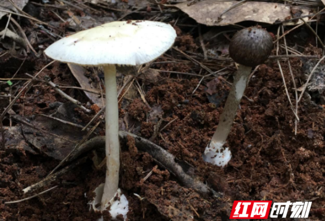 别被“无症状”骗了 鹅膏菌中毒6小时后才发病