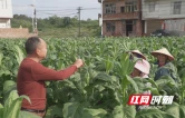 茶陵：农技下沉烟田 助力丰产增收