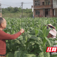 茶陵:农技下沉烟田 助力丰产增收