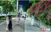 暮色蔷薇映蓝调 会同街角添新景——会同县税务局前百米花墙成市民打卡热点