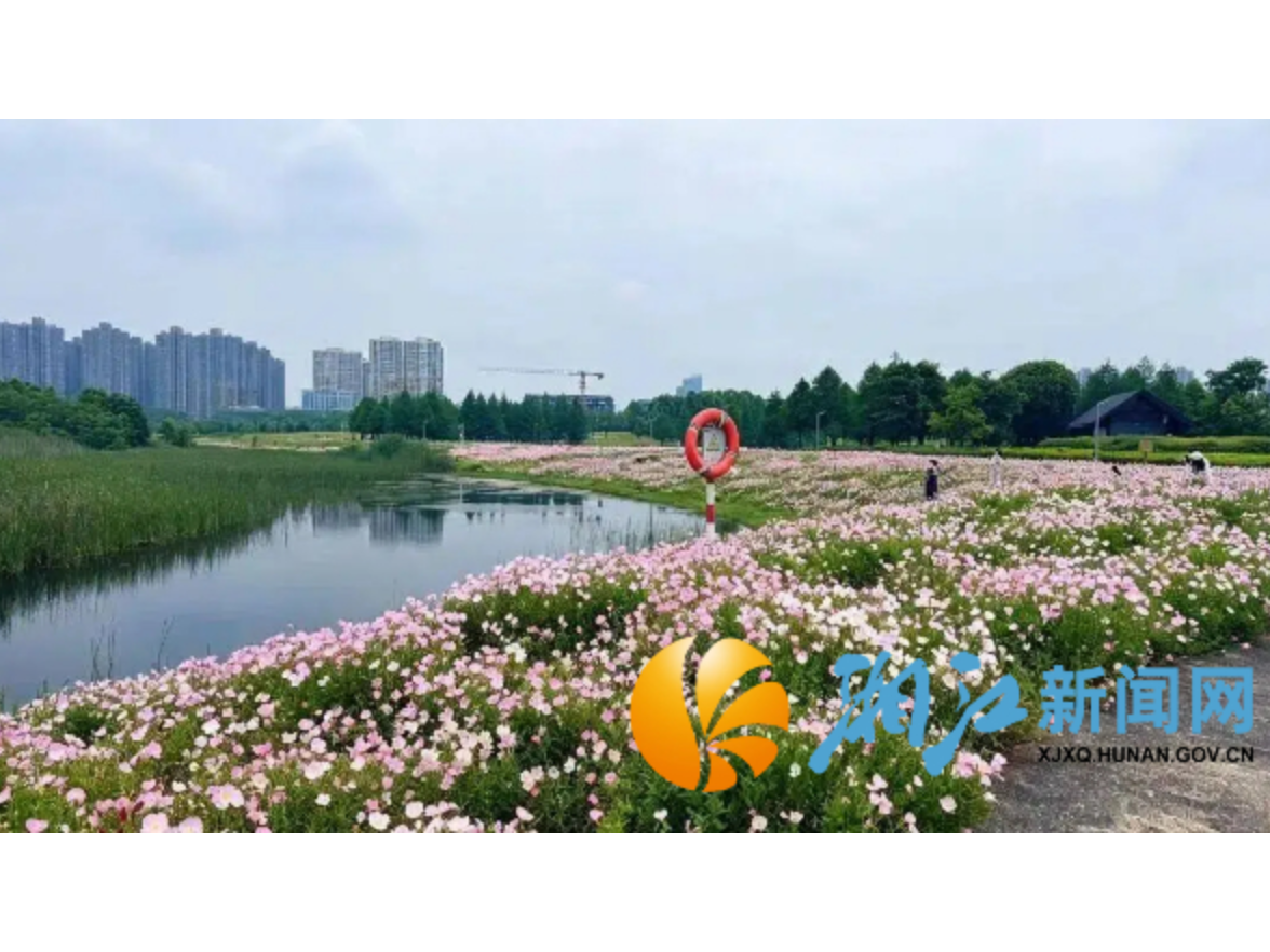 藏在洋湖的治愈秘境！这抹月见草，像走进了宫崎骏的童话