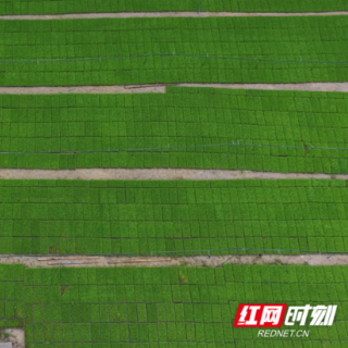 桂东县：智能育秧破局春耕 科技赋能高山冷水米产业