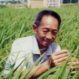 今天，我们一起纪念袁隆平