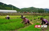 湘西龙山：雨后抢抓农事忙 靛房镇稳抓粮食生产不误农时
