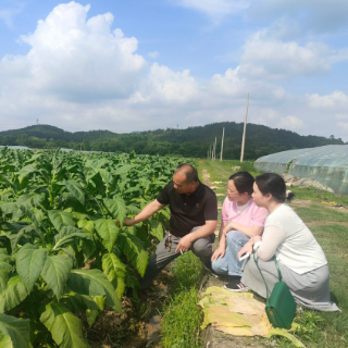 北湖区:田间地头党旗红 气象护农正当时