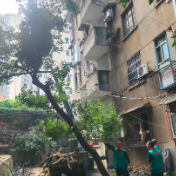 清除危树除隐患 荷塘区城管局组织砍伐危树