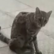 国家二级保护动物豹猫现身攸县网岭镇甘溪塘社区