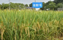 湖南低镉水稻品种实现重大突破