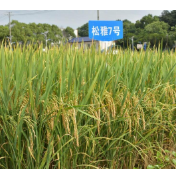 湖南低镉水稻品种实现重大突破
