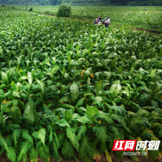 桂阳县龙潭街道烟叶生产丰收在望