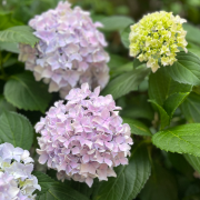 视频 | 衡阳:绣球次第绽放 缤纷花海扮靓初夏