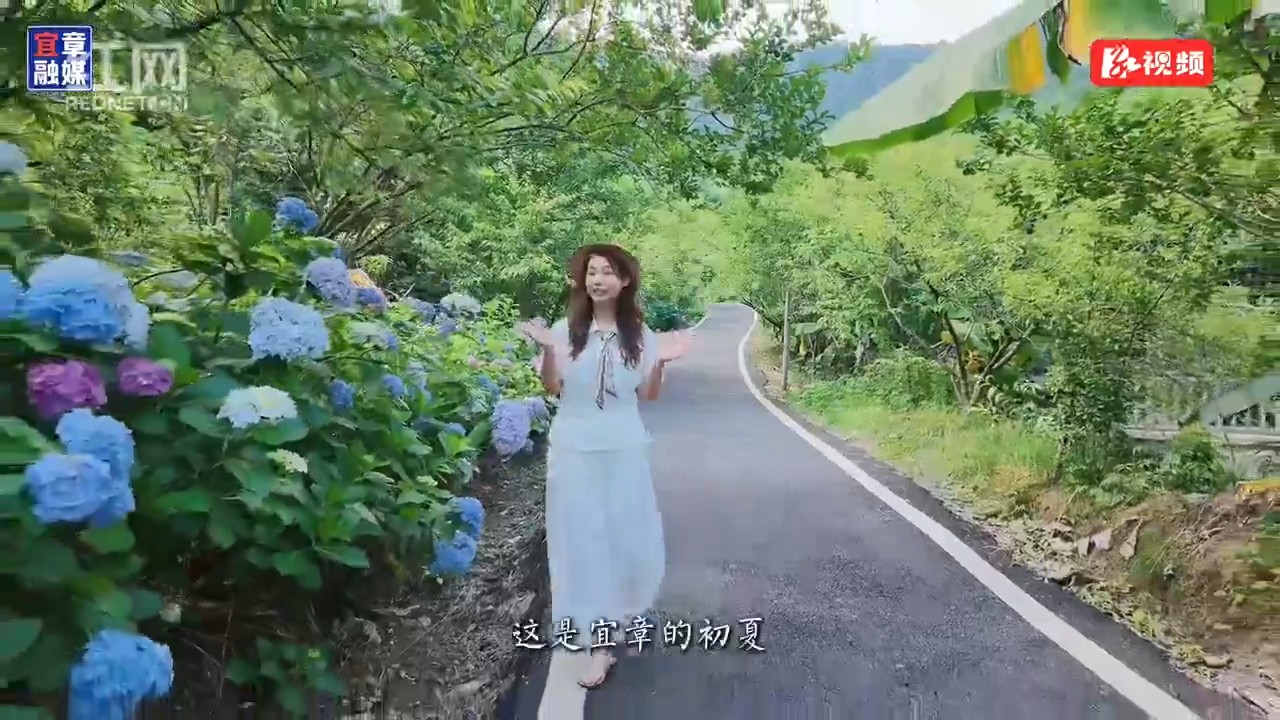 莽山燕子岩景区:绣球烂漫满山间