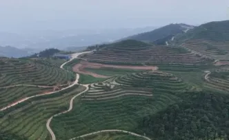 千城百县看中国｜湖南新化：青山生黄精 沃土富乡民