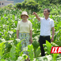 李锋:田间地头践初心 扎根基层办实事