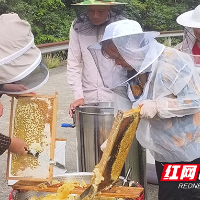 茶陵县桃坑乡:青山不负奋斗者