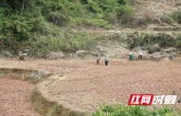 吉首市望江坳村：雨后抢栽秧苗 稳产促增收