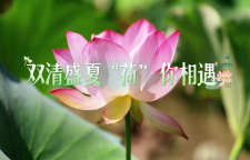 双清盛夏，“荷” 你相遇