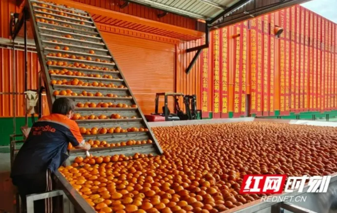 湖南保靖：锻造柑橘精深加工优势 让农民更多分享产业链增值收益