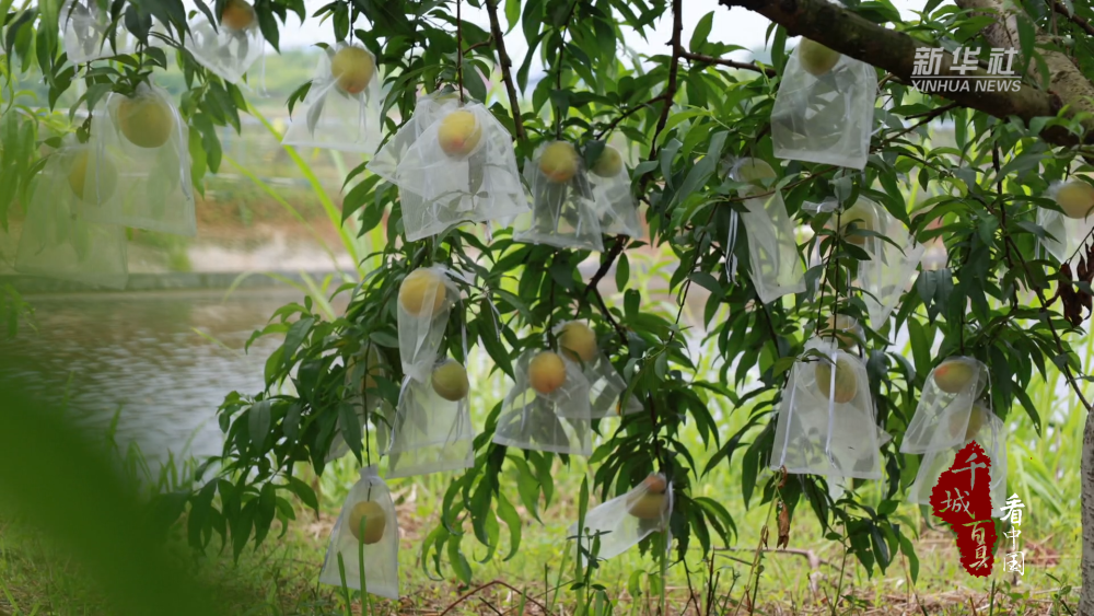 衡阳：黄桃飘香引客来