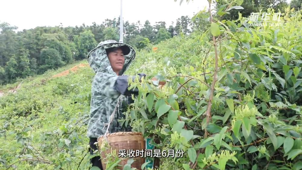 双牌：金银花进入盛采期