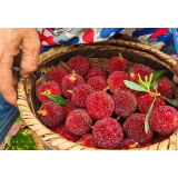 梅莓香伴 托口而出:一颗杨梅里的乡村振兴密码