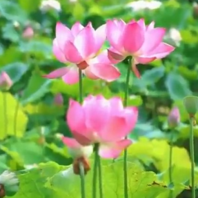 雁峰山林村：“荷”你相约夏日好时光