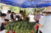 粽叶飘香迎端午 基层服务暖民心