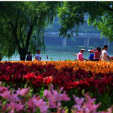 株洲钢琴广场百合花海迎来盛花期,随手一拍就是大片