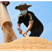 铆足干劲,力争全年粮食丰收