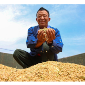 粮食经纪人要告别“糊涂账”