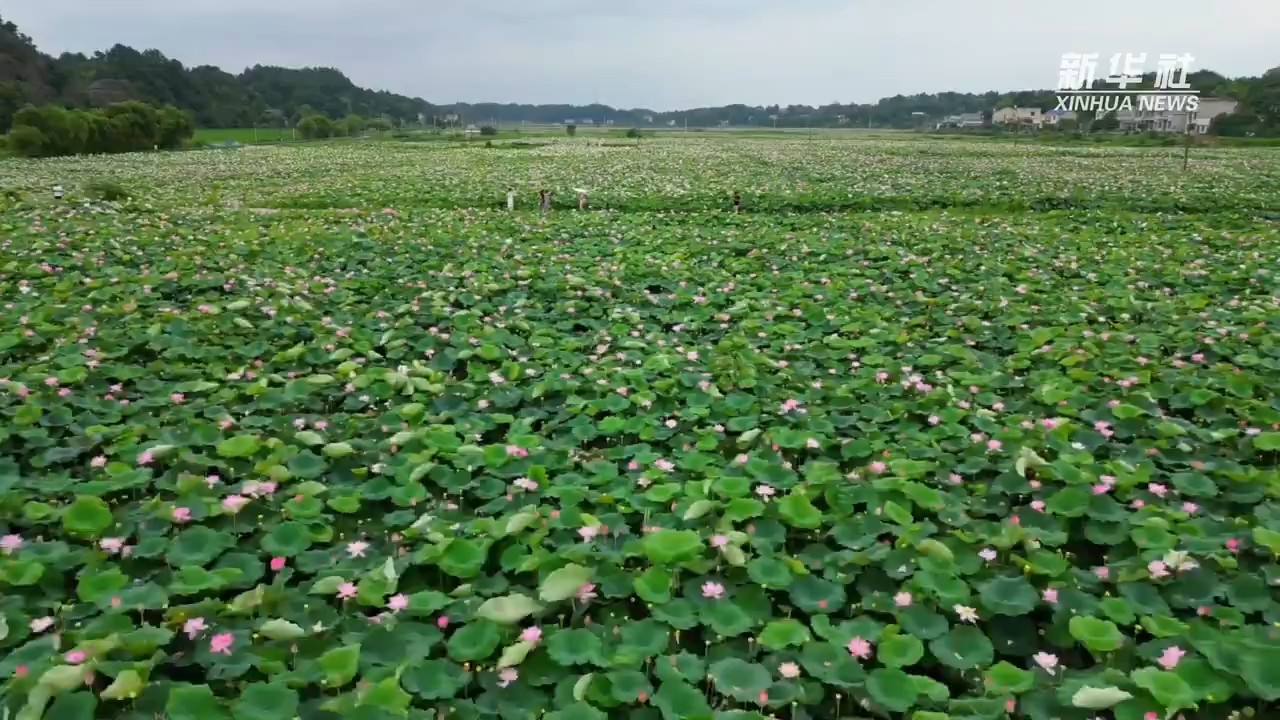 湘潭：一颗湘莲兴产业