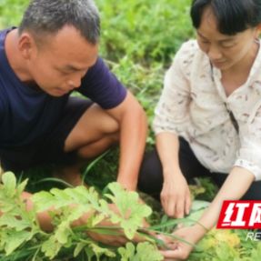 衡山县特色水果班开展后续跟踪服务现场教学活动