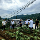 投入470万、落地18项 走马坪村迎来“轨道加速度”